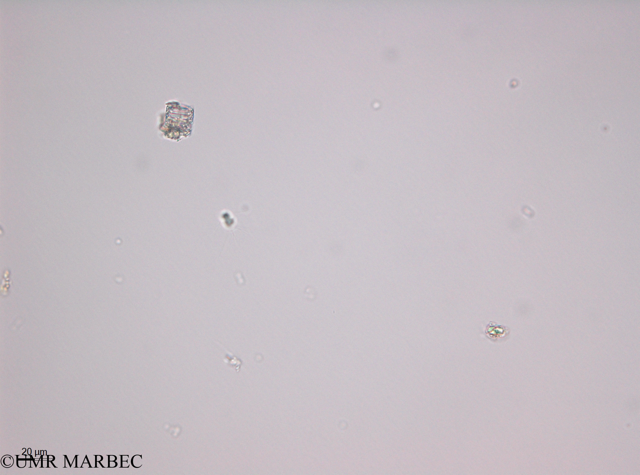 phyto/Thau_Lagoon/THAU_station1/OSU_plancton 2013/Bacteriastrum sp3 (40x -140220 -2)(copy).jpg
